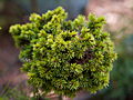 Picea abies Edelbauer IMG_4959 (VALENTA) Świerk pospolity